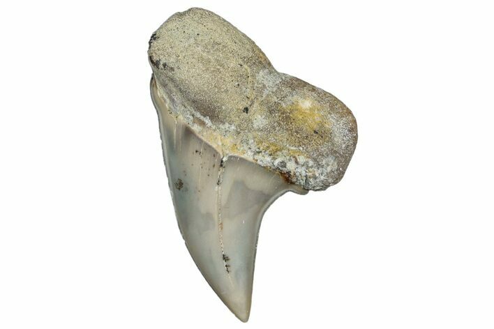 Fossil Shark Tooth (Carcharodon planus) - Bakersfield, CA #306798